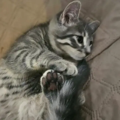 Luca