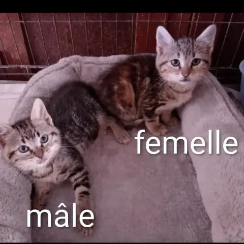 Saphir & Milo