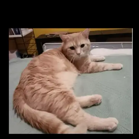Romeo