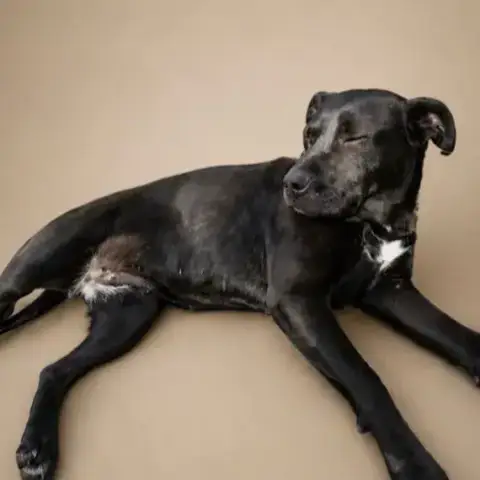 Laika photo 2