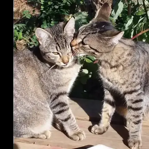 À Adopter Ensemble