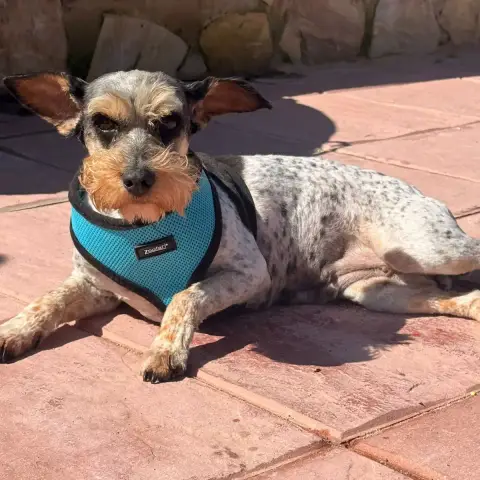 Zafira photo 2