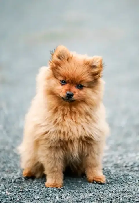 Chiots