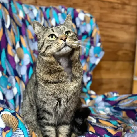 Tigrou