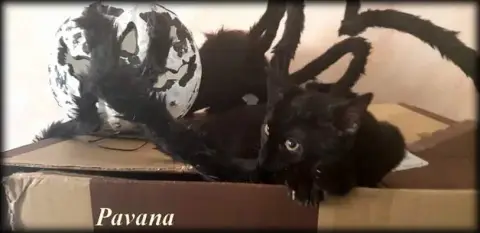 Pavana photo 2