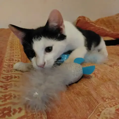 Boubou photo 2