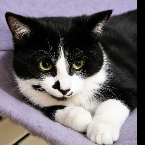 Zorro photo 2