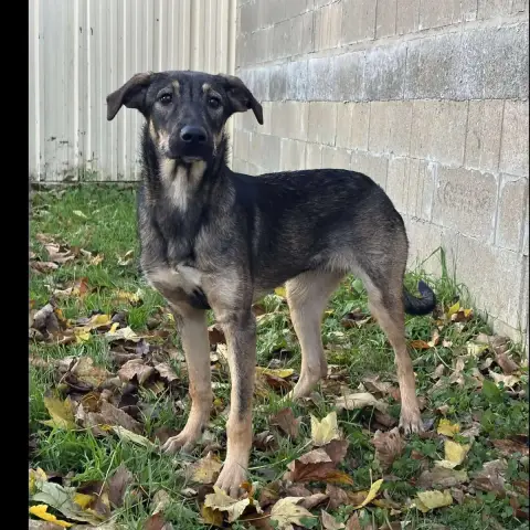 Hazel