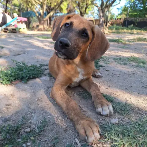 Lailo