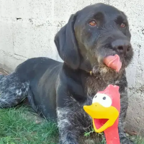 Oscar