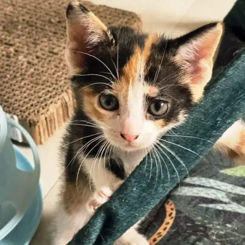 Bonnie