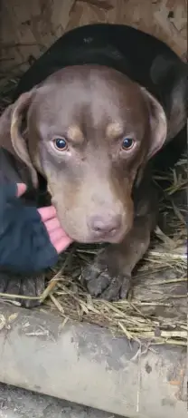 Roki