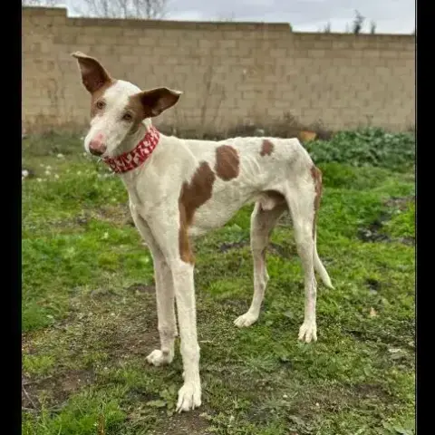 Enzo photo 3