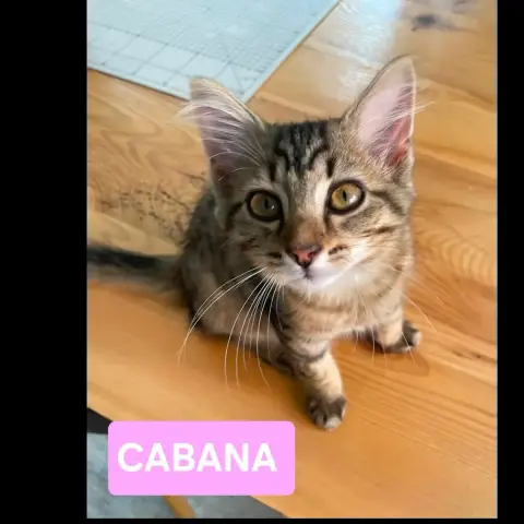Copa Et Cabana photo 2