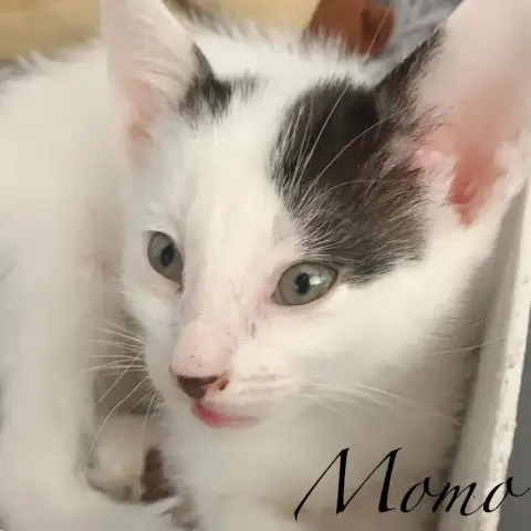 Momo photo 2