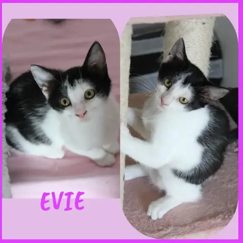 Evie photo 2