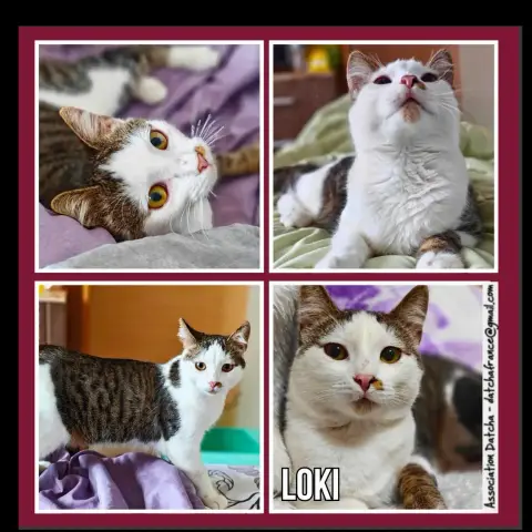 Loki