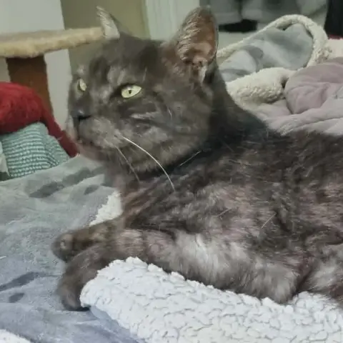 Majestic