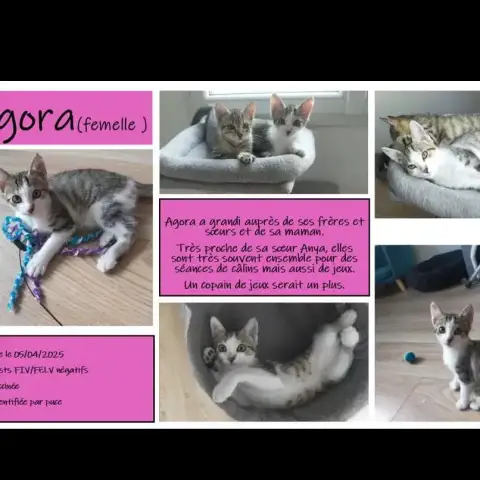 Agora