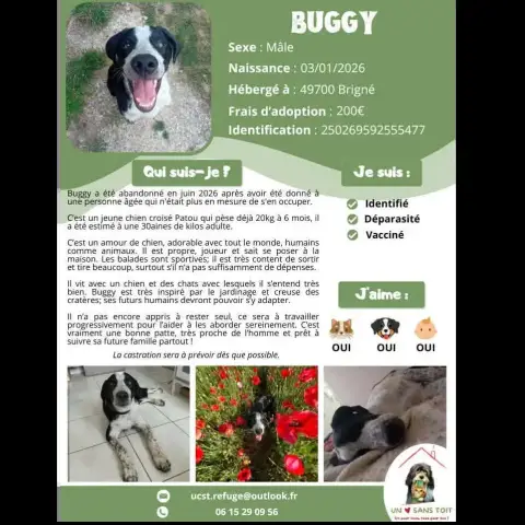 Buggy