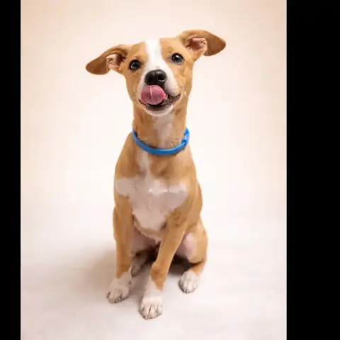 Kovu photo 2
