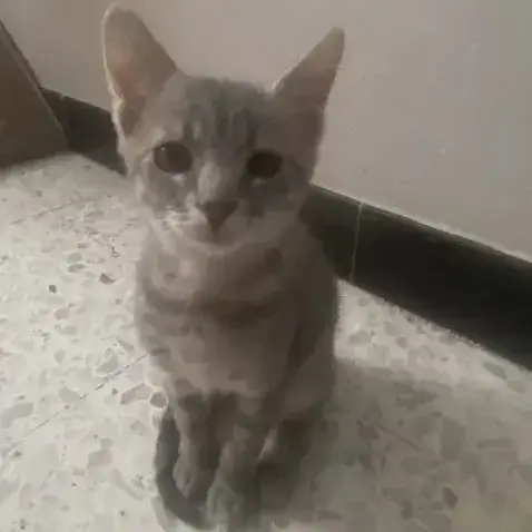 Muffin