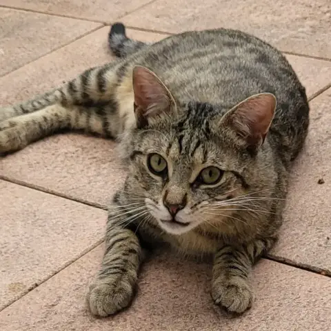 Dixon