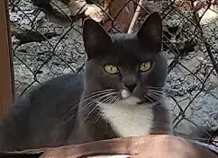 Miquette