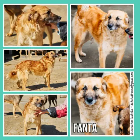 Fanta