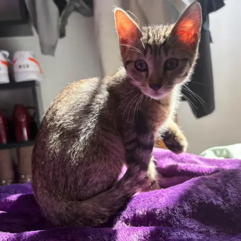 Brutus