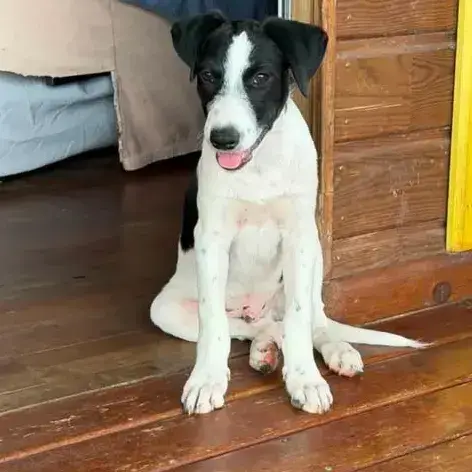 ✨️ Tanin ✨️ 🐶