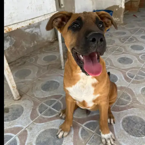 Buba