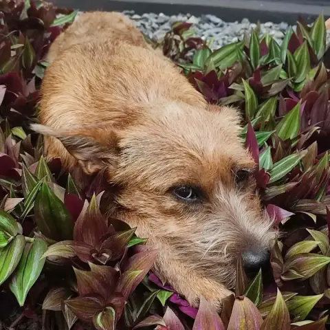 Foxy photo 2