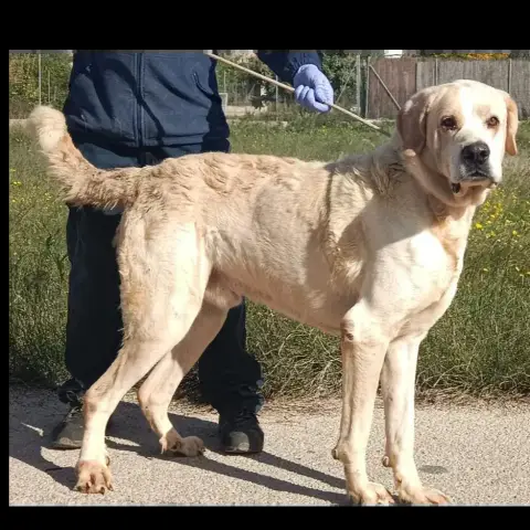 Sandokan