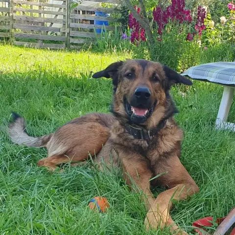 Iko