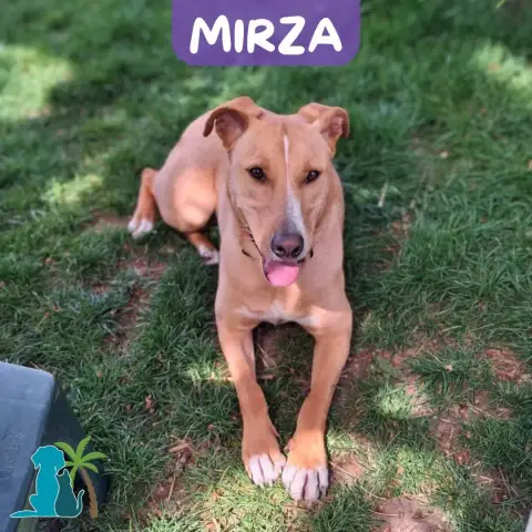 Mirza
