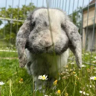 Tyson