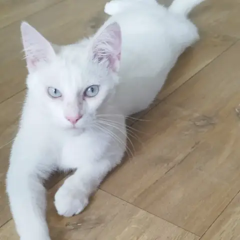 Adamo