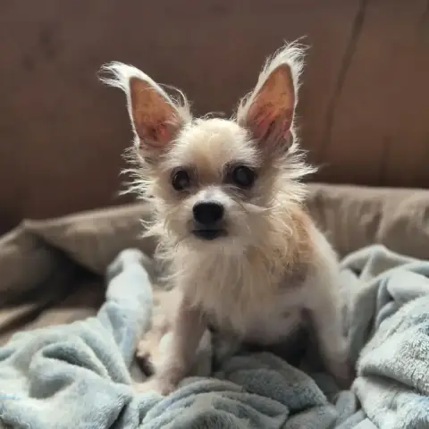 Bébelle