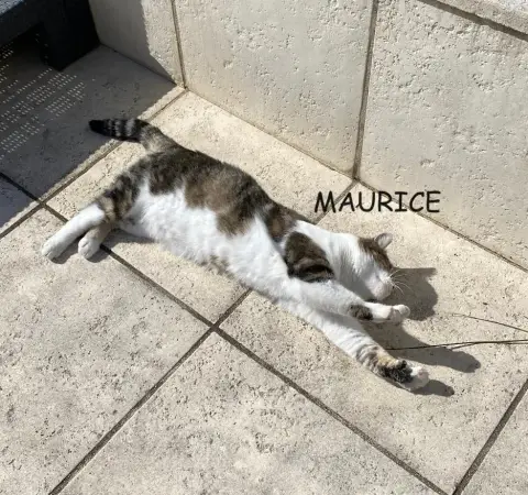 Maurice