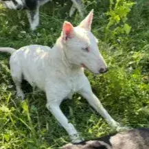 Rusa Urgence Absolue photo 3