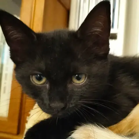 Luna photo 2