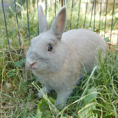 Dragibus photo 3