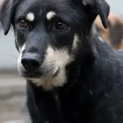 Fido