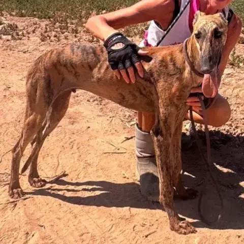 Adopter Rubio