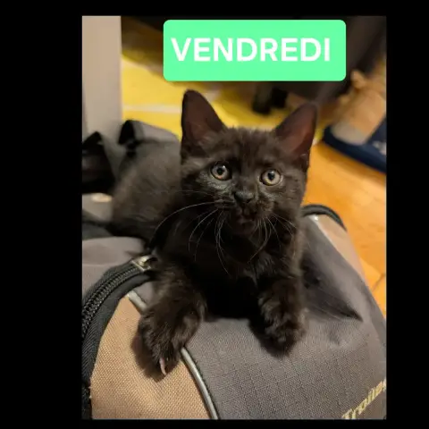 Mercredi Et Vendredi photo 3
