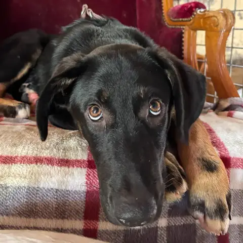 Chiots À L'Adoption