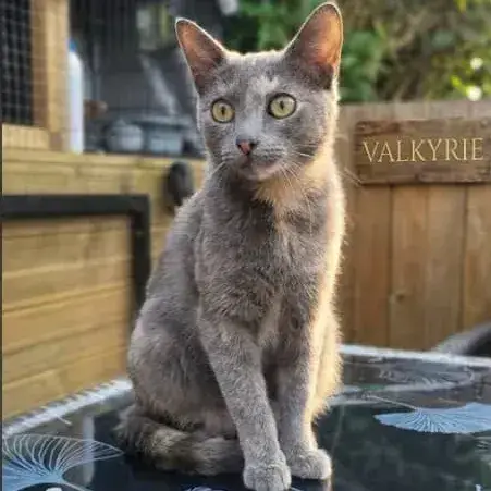 Valkyrie