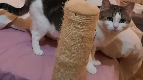 Ôta