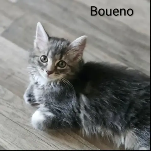 Bueno photo 3